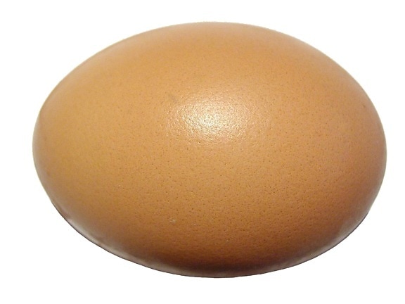egg, white background