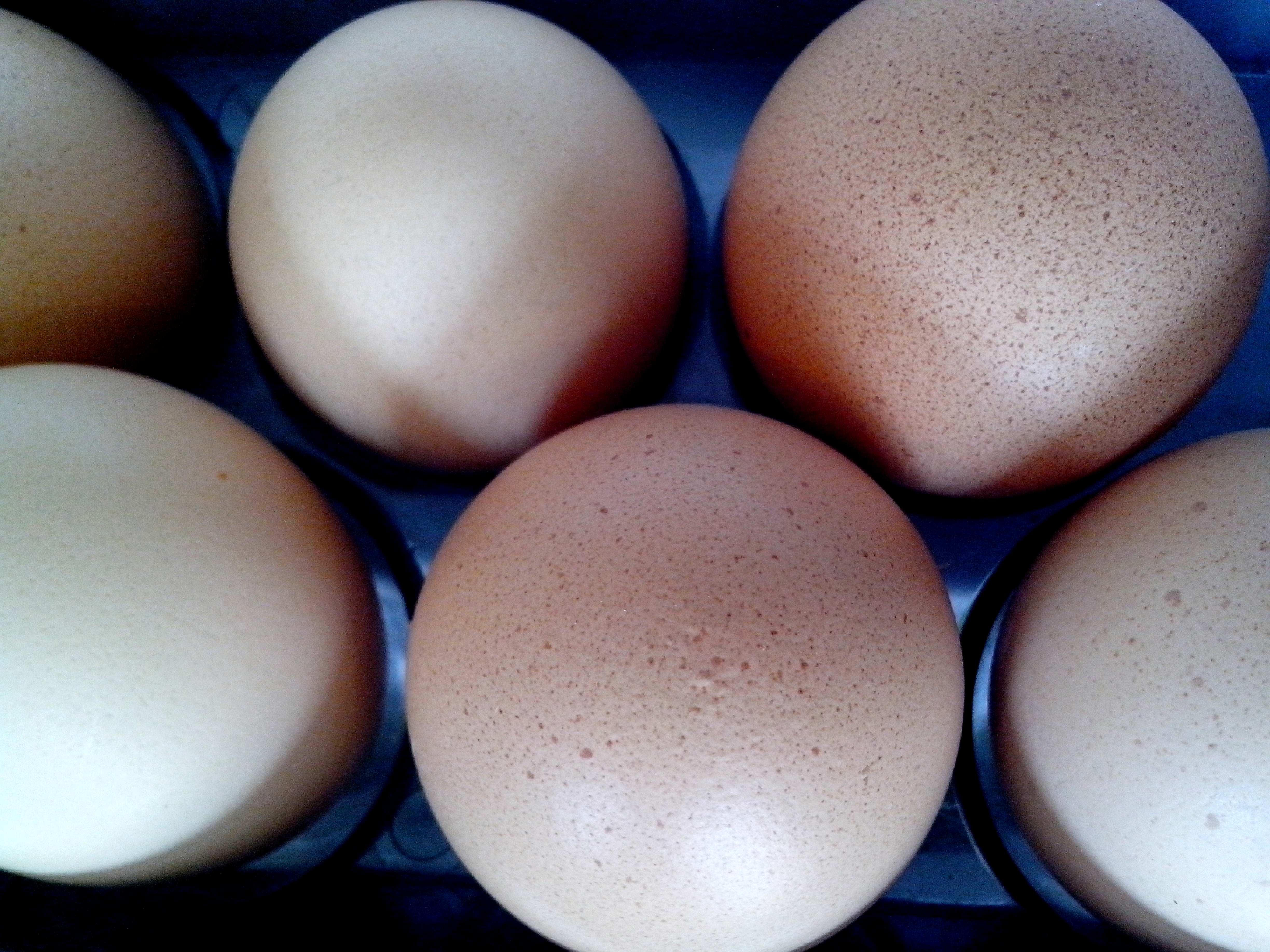 Купить 4 яйца. Яйца фото. Старые яйца. Яйца в холодильнике. Яйца Скворцов фото.