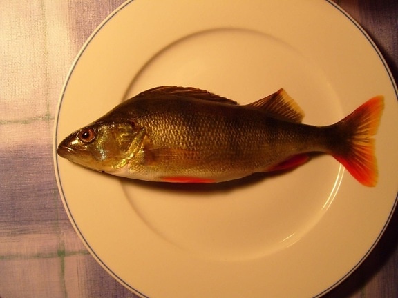 riba, večera