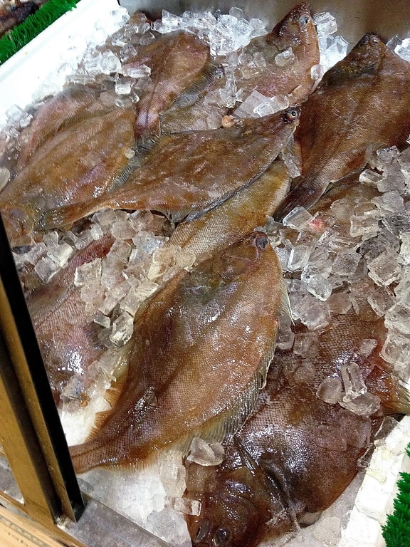 fresco congelato, pesce piatto Passera, passere, Paralichthys dentatus