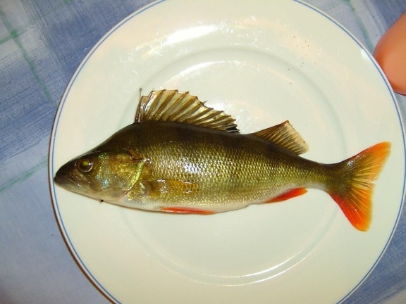 perch, fish, plate