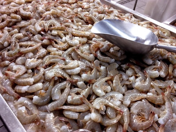 crevettes, marché