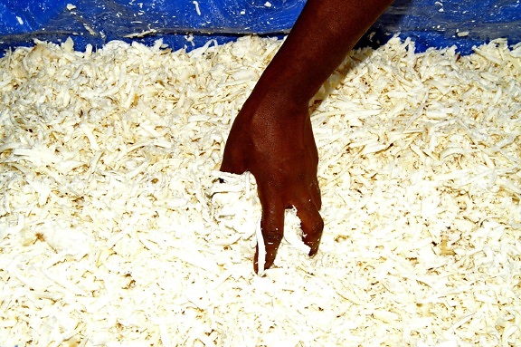 lavage, granulée, haché, le manioc