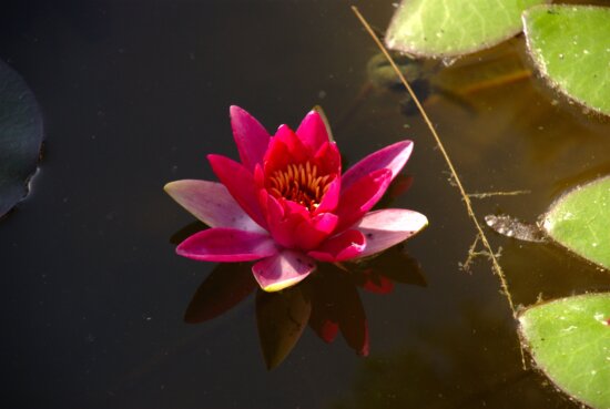 red, water, lily, flower