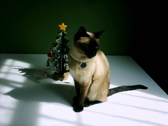 Christmas, cat