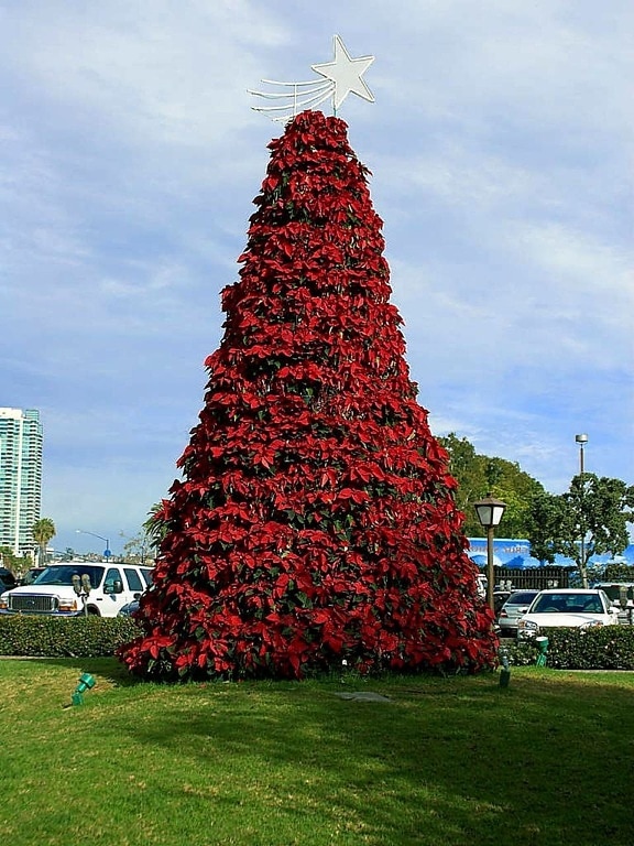Christmas, poinsettia, tree, San Diego