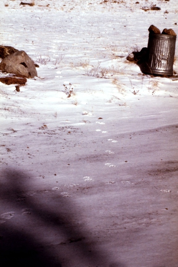 coyote, Canis latrans, piste