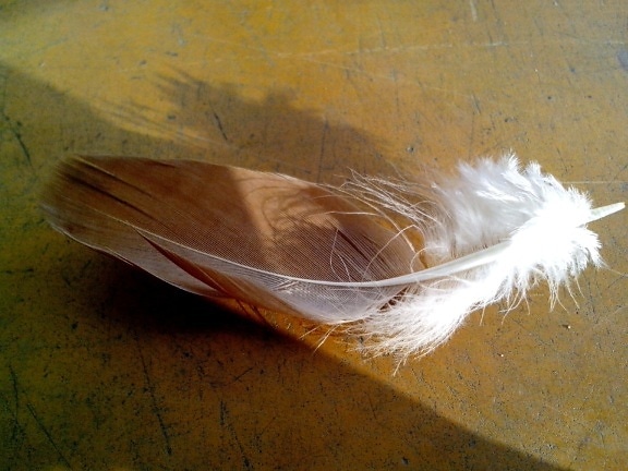 feather, bird
