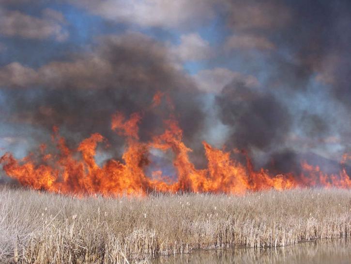 burning, marshes