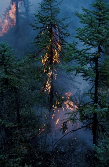 lesa, oheň, oheň, strom