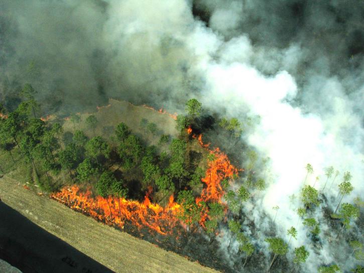 Forest Fire instal