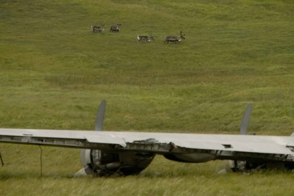 interesting, juxtaposition, reindeer, background, world, war, airplane, foreground
