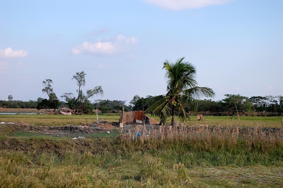 rural village, Upazila, Patuakhali, Bangladesh