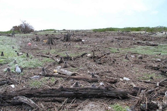 large, area, tsunami, debris