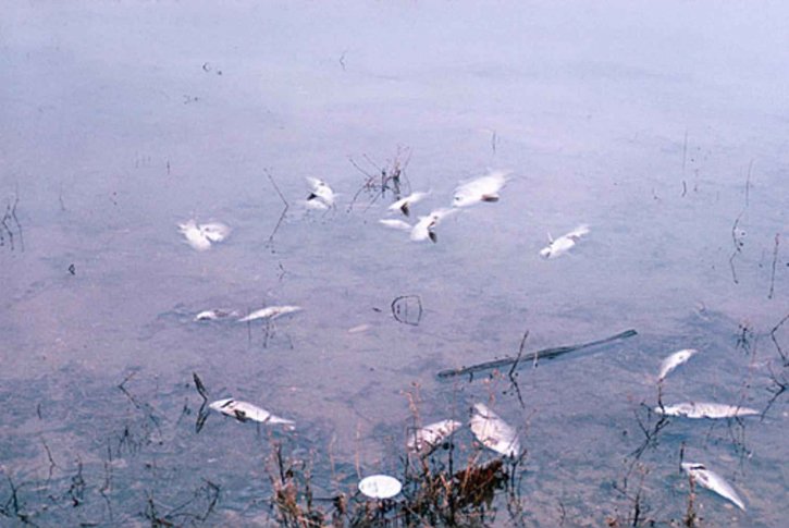 wody, zanieczyszczenia, ryby, zabić