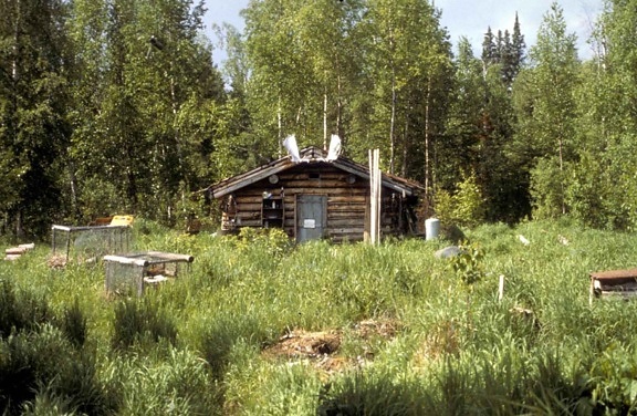 log, cabin, nowitna, river