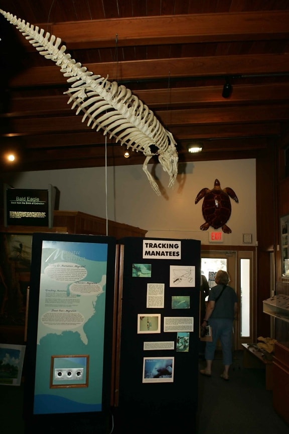 morska krava, kostur, prikaz
