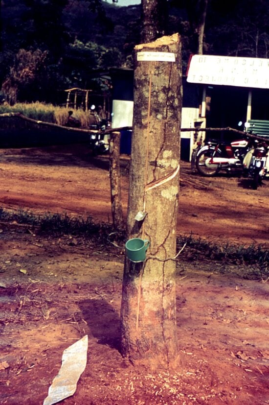 rubber, tree, collecting, cup