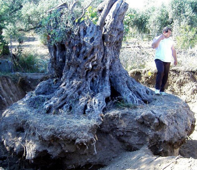 vrijwilligers, Cyprus, aanmoedigen, bewoners, opslaan, eilanden, olijfbomen,