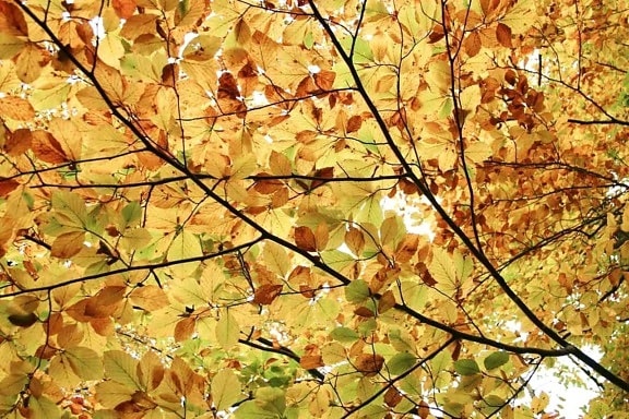 hösten, blad, tapeter