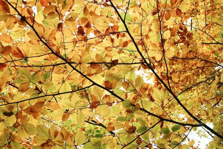 Outono, folhas, papel de parede