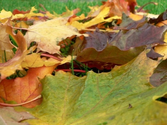 autumn, maple