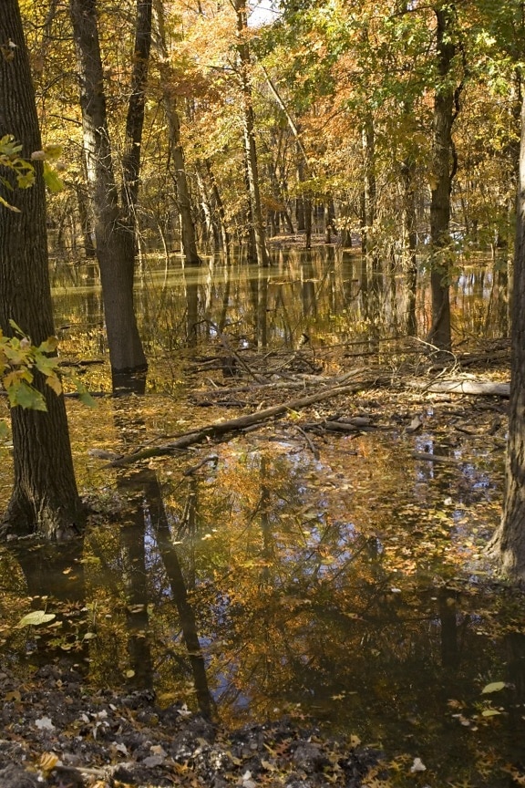 autumn, trees, standing, water