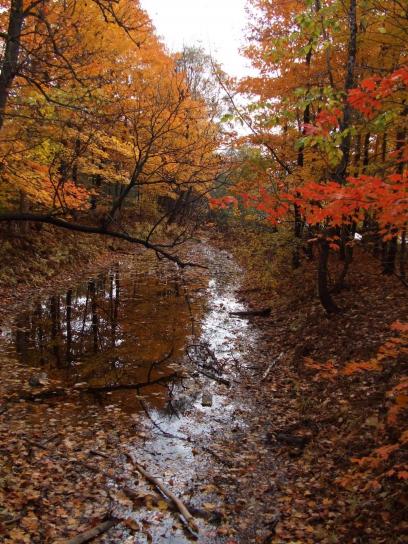 šuma, jesenja, voda