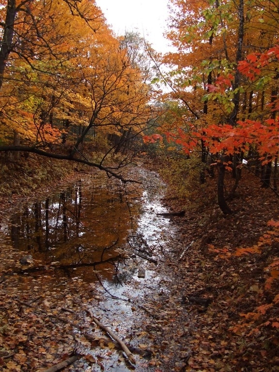lesa, podzimu, voda