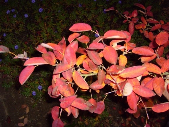 hösten, gren, blad, röd, mörk