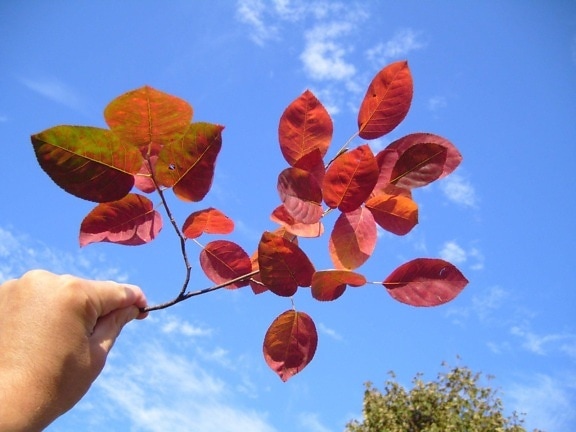 red, autumn, leaves, branch, hand