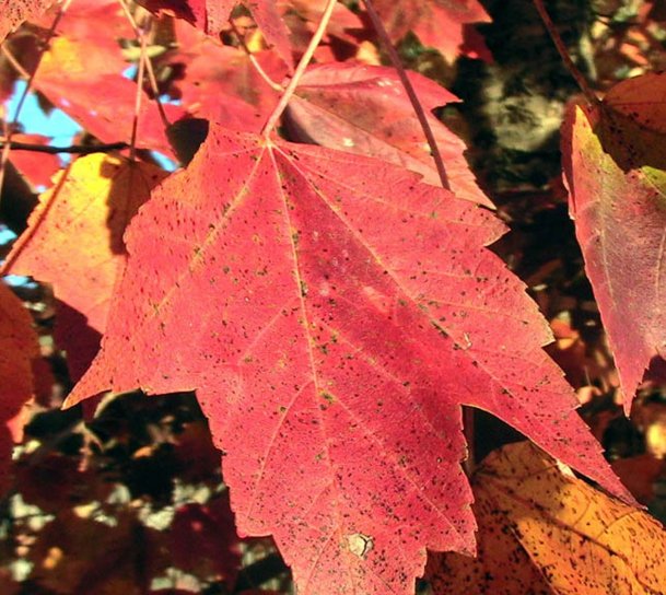 rød, ahorn, blade, efterår