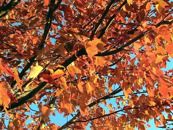 rouge, érable, arbre, automne, chute