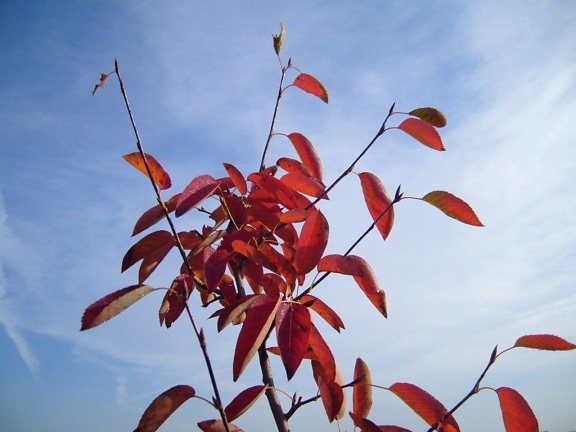 la parte superior, otoño, árbol