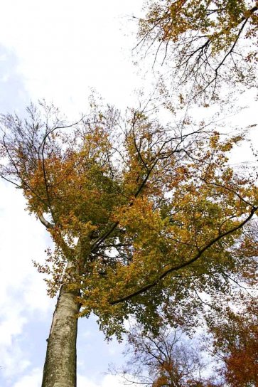 albero, alto, autunno