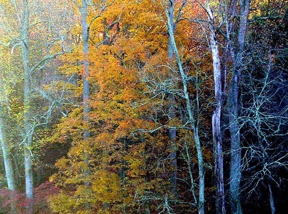 línea de árboles, otoño