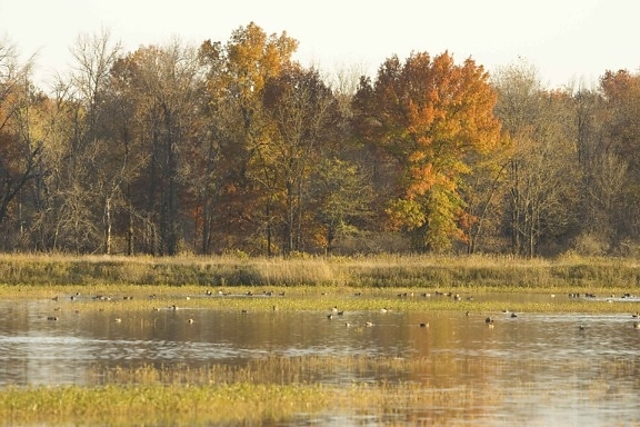 Močvara, jesen, stabla, pozadine, patke, plutajući, voda