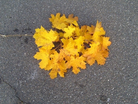жълто, есен, листа, клон