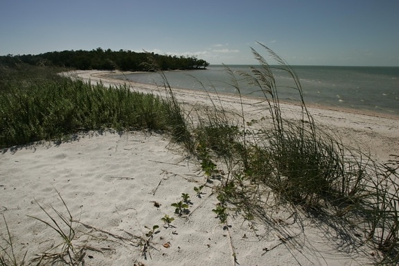 海滩, 海岸, 线, 植被