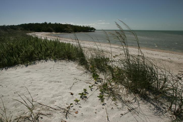 beach, shore, line, vegetation