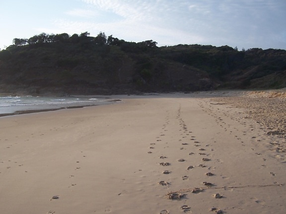 impronte, sabbia, erba, testa, spiaggia