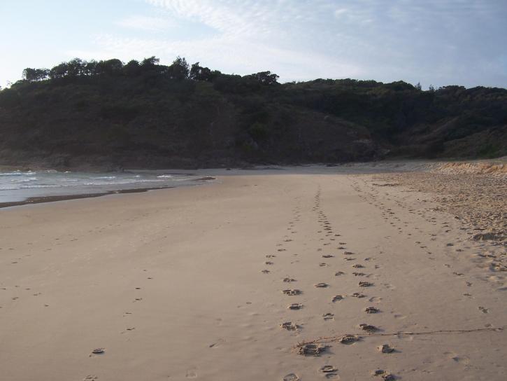 fodspor, sand, græsklædte, hoved, strand