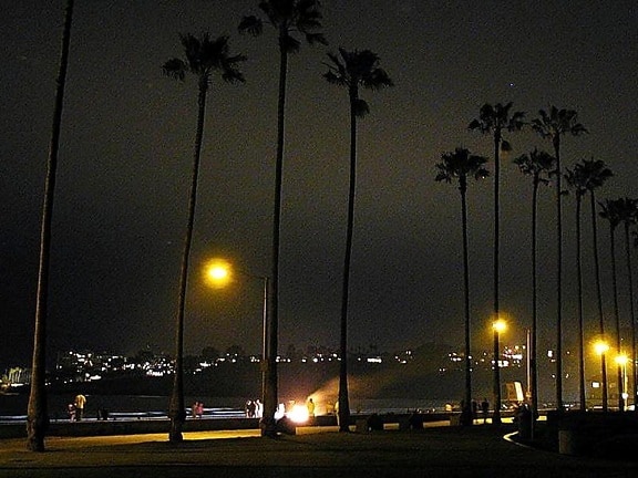 palm trees, beaches, night