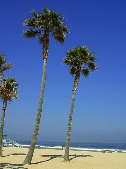 Palm træer, tropisk, strand