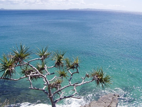 tropical tree, pandanus, flora, ocean, beach