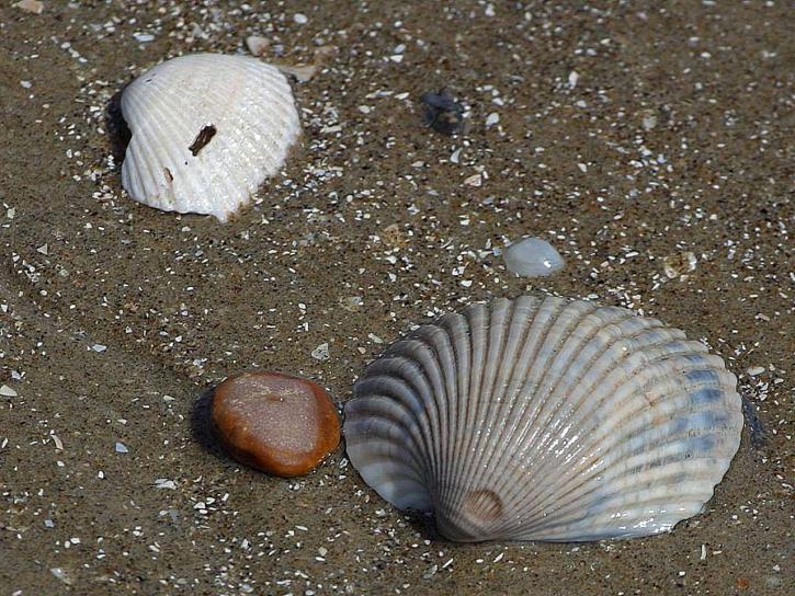 shells, stranden, zand