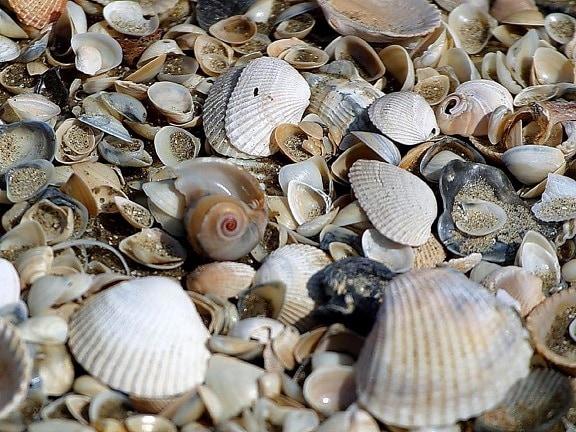 shells, clams, beachs, sand