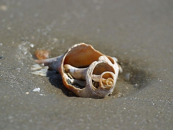 shells, sand, ocean, beach