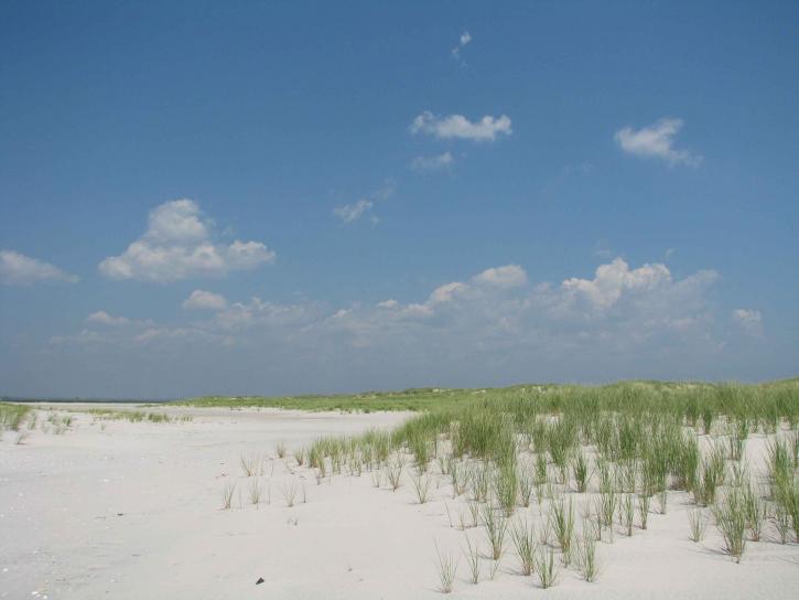 、白砂のビーチ、小さい、、緑の草