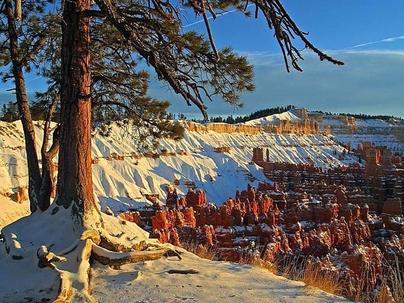 brcye, canyon, inverno, neve, pini, alberi, Utah